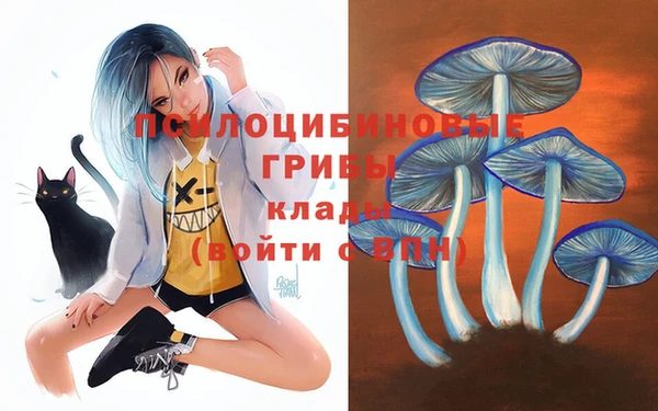 стаф Новокубанск
